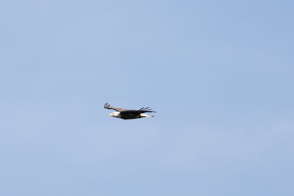 Bald Eagle - ML646009760