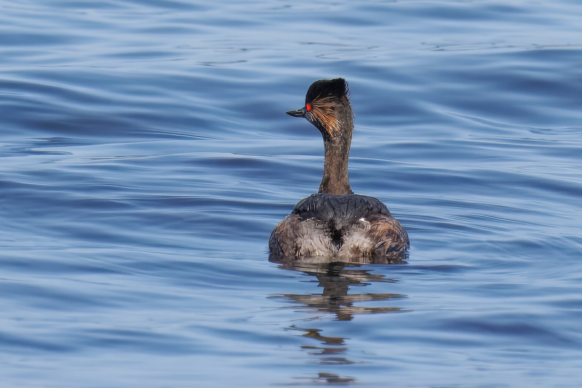 Grèbe à cou noir - ML646009761