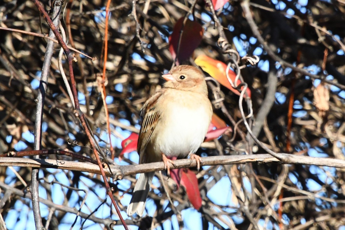 Field Sparrow - ML646009762