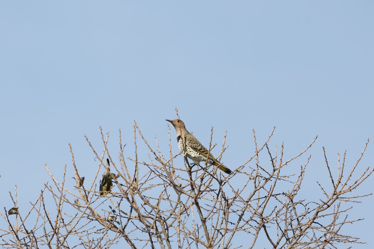 Northern Flicker (Yellow-shafted) - ML646009763