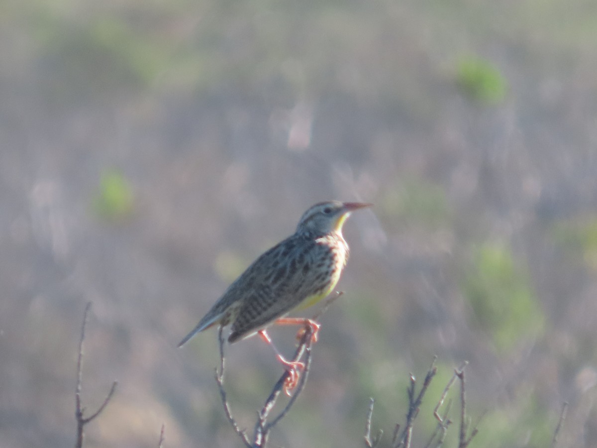 Western Meadowlark - ML646009766
