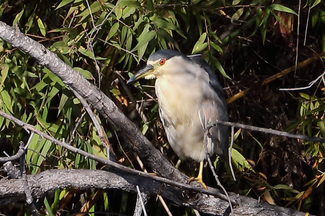 Black-crowned Night Heron - ML646009767