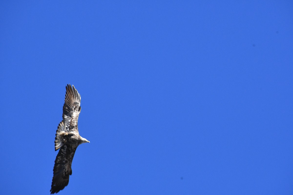 Bald Eagle - ML646009768