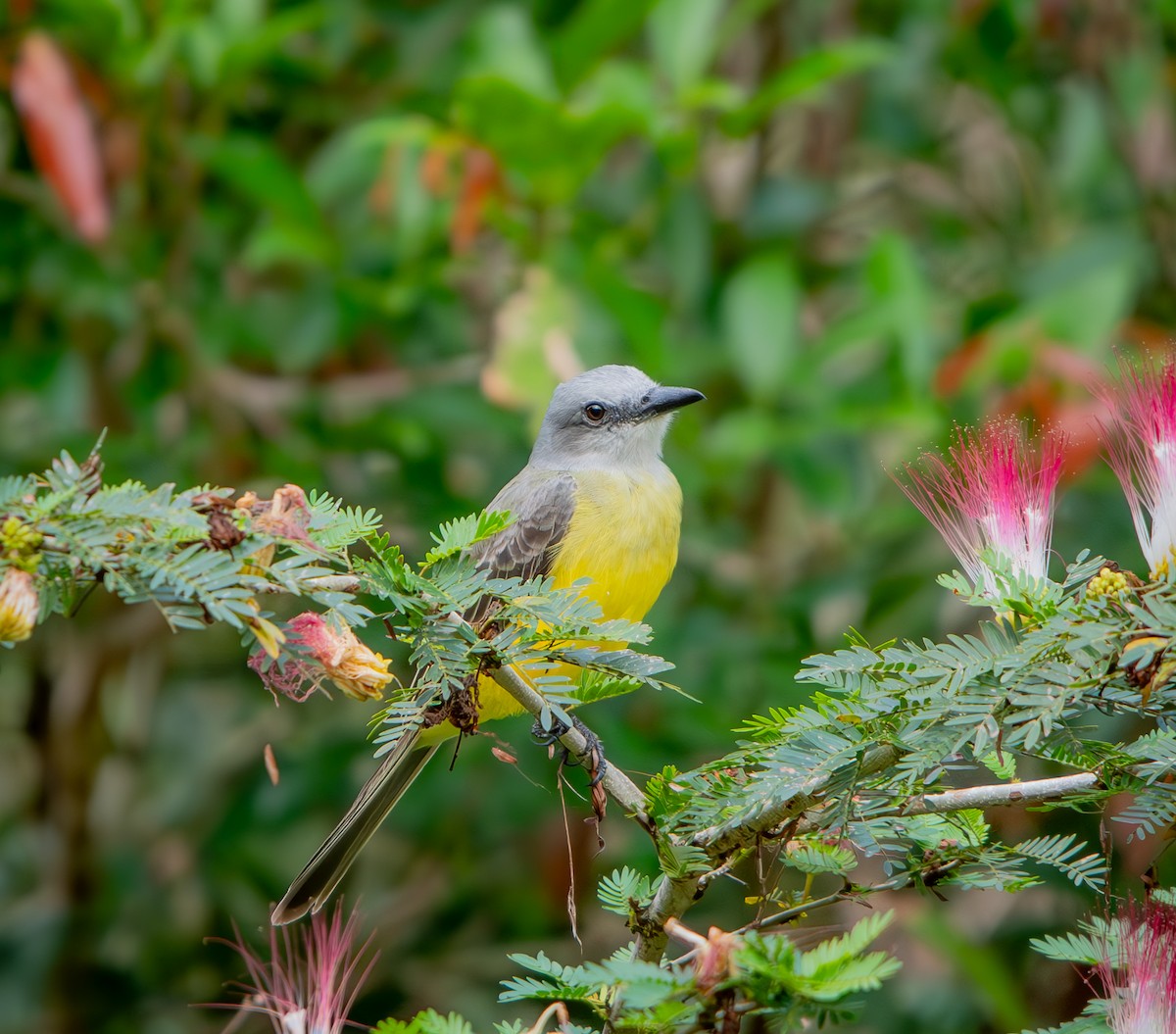 Tropical Kingbird - ML646009769