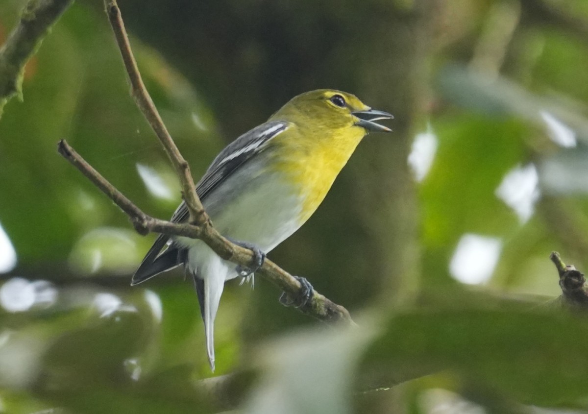 Yellow-throated Vireo - ML646009773