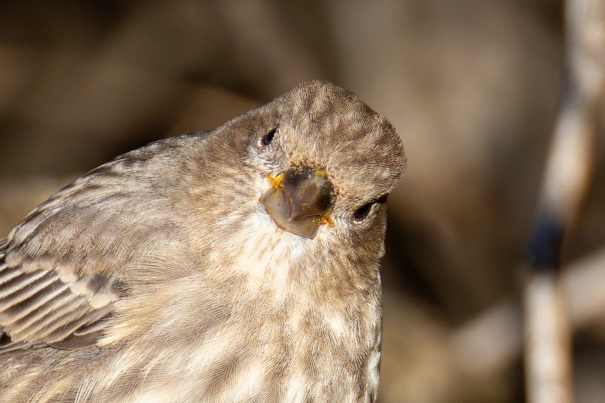 House Finch - ML646009774