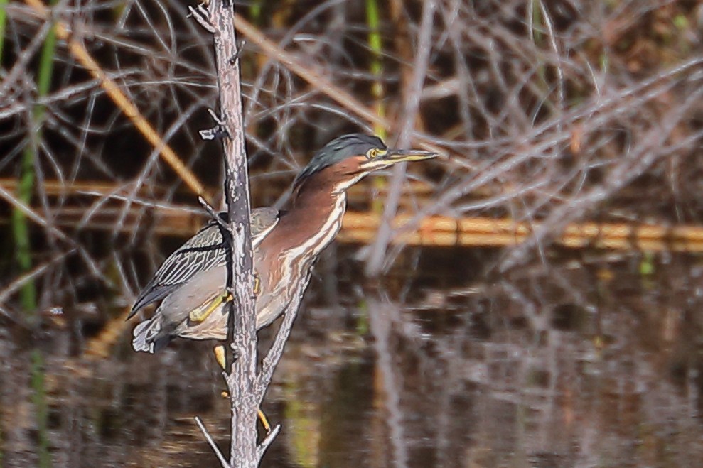 Green Heron - ML646009780