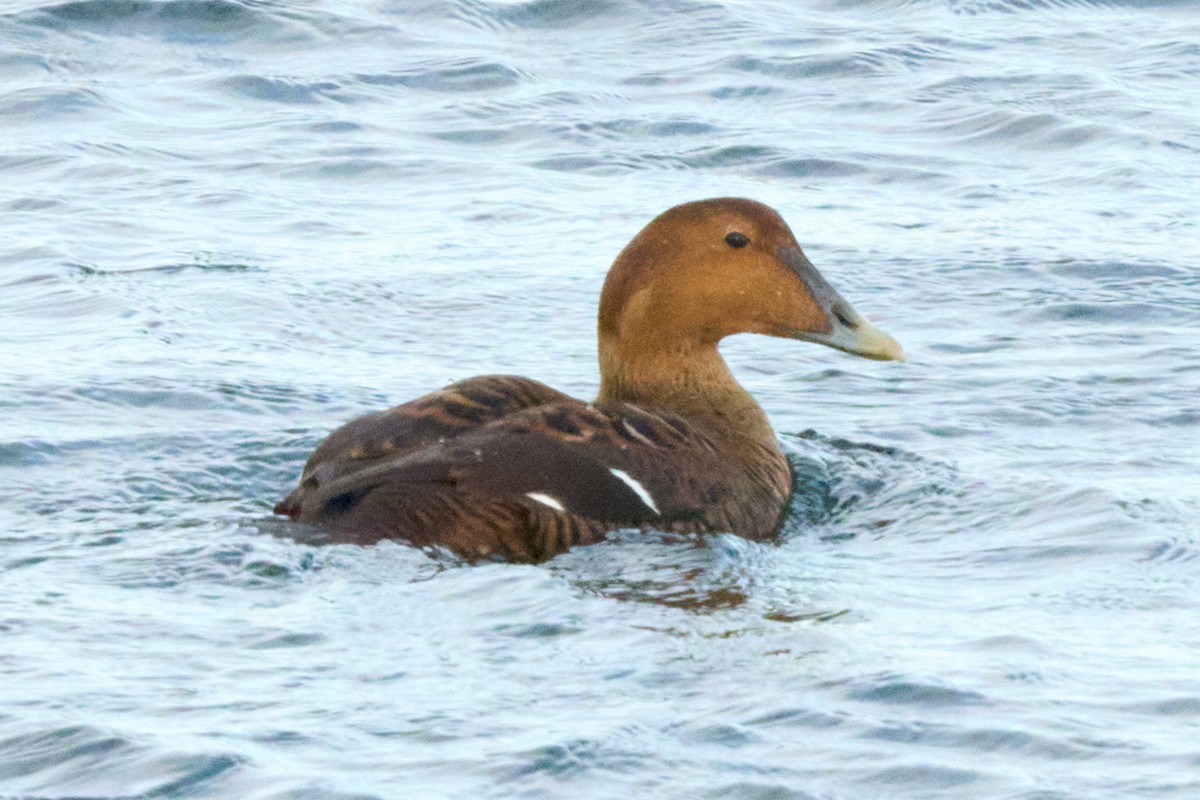 Common Eider - ML646009783
