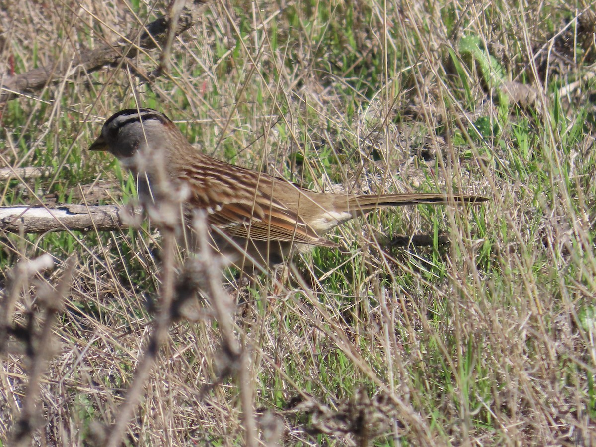 White-crowned Sparrow - ML646009784
