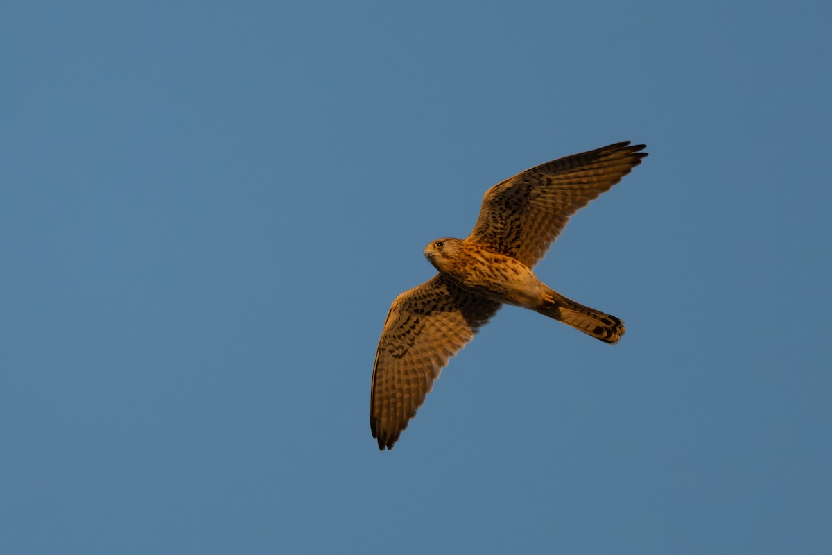 Turmfalke - ML646009786