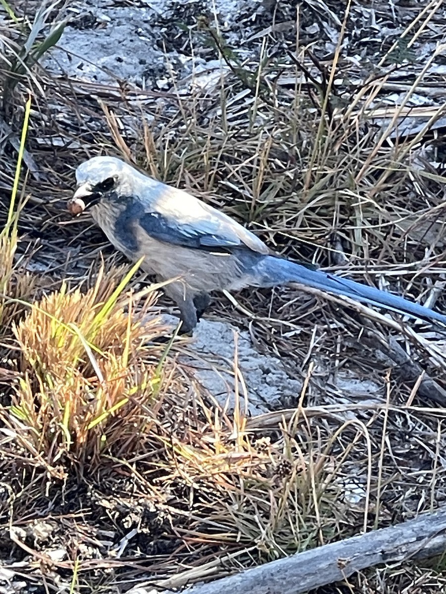 Florida Scrub-Jay - ML646009787