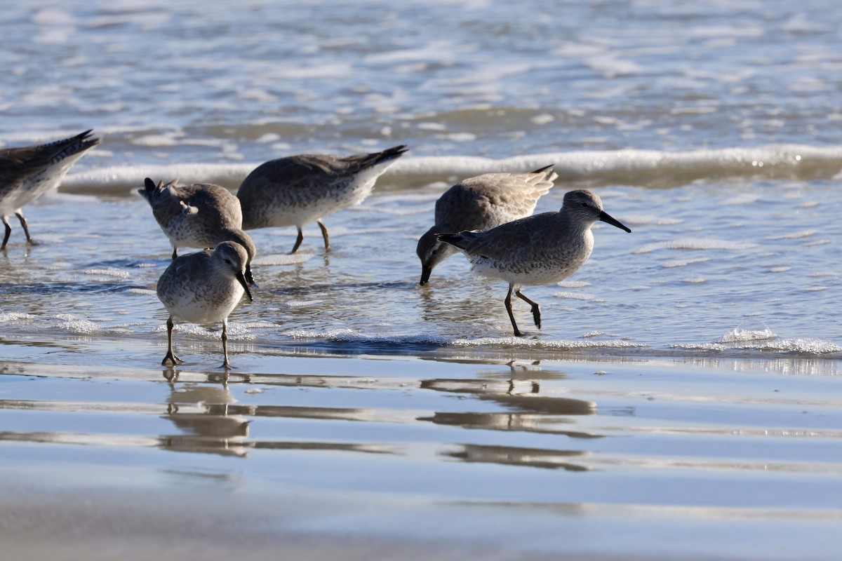 jespák rezavý - ML646009793