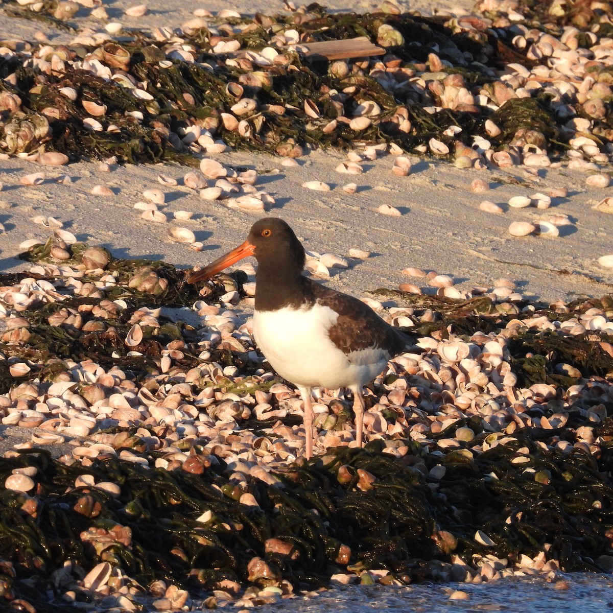 American Oystercatcher - ML646009794