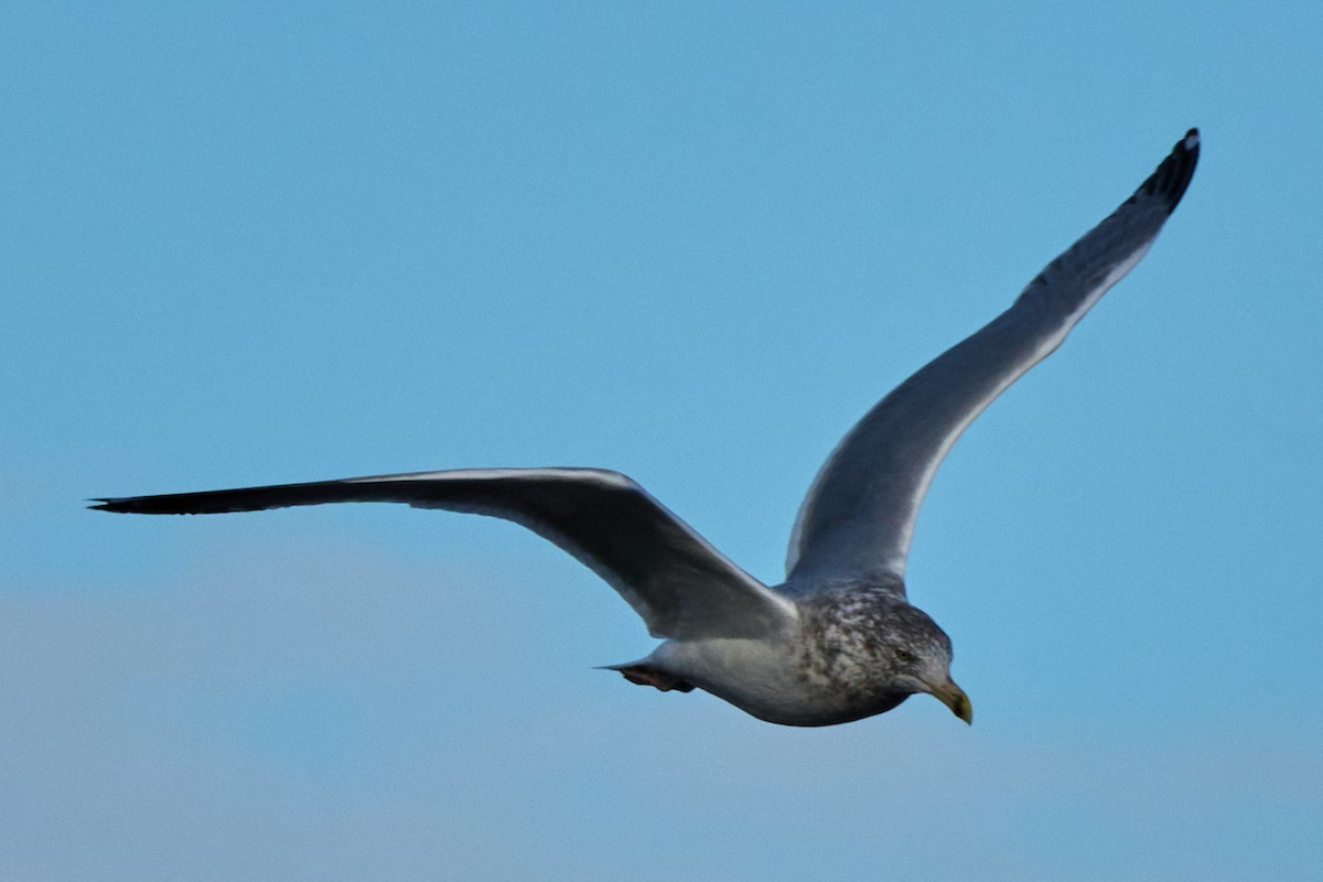 Ring-billed Gull - ML646009795