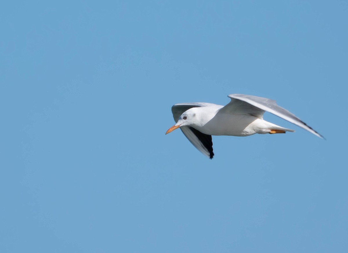 Slender-billed Gull - ML646009797