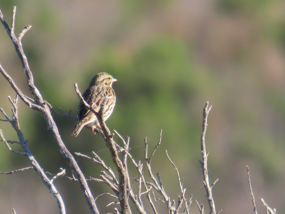 Savannah Sparrow - ML646009799