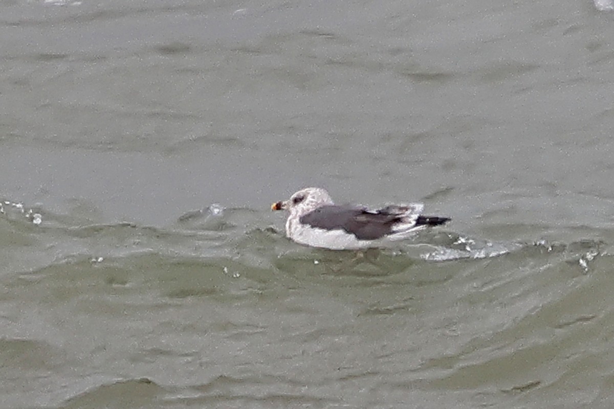 Zafferano - ML646009804