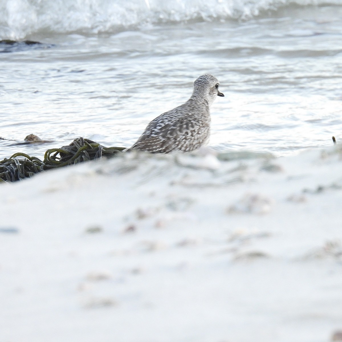 Black-bellied Plover - ML646009806