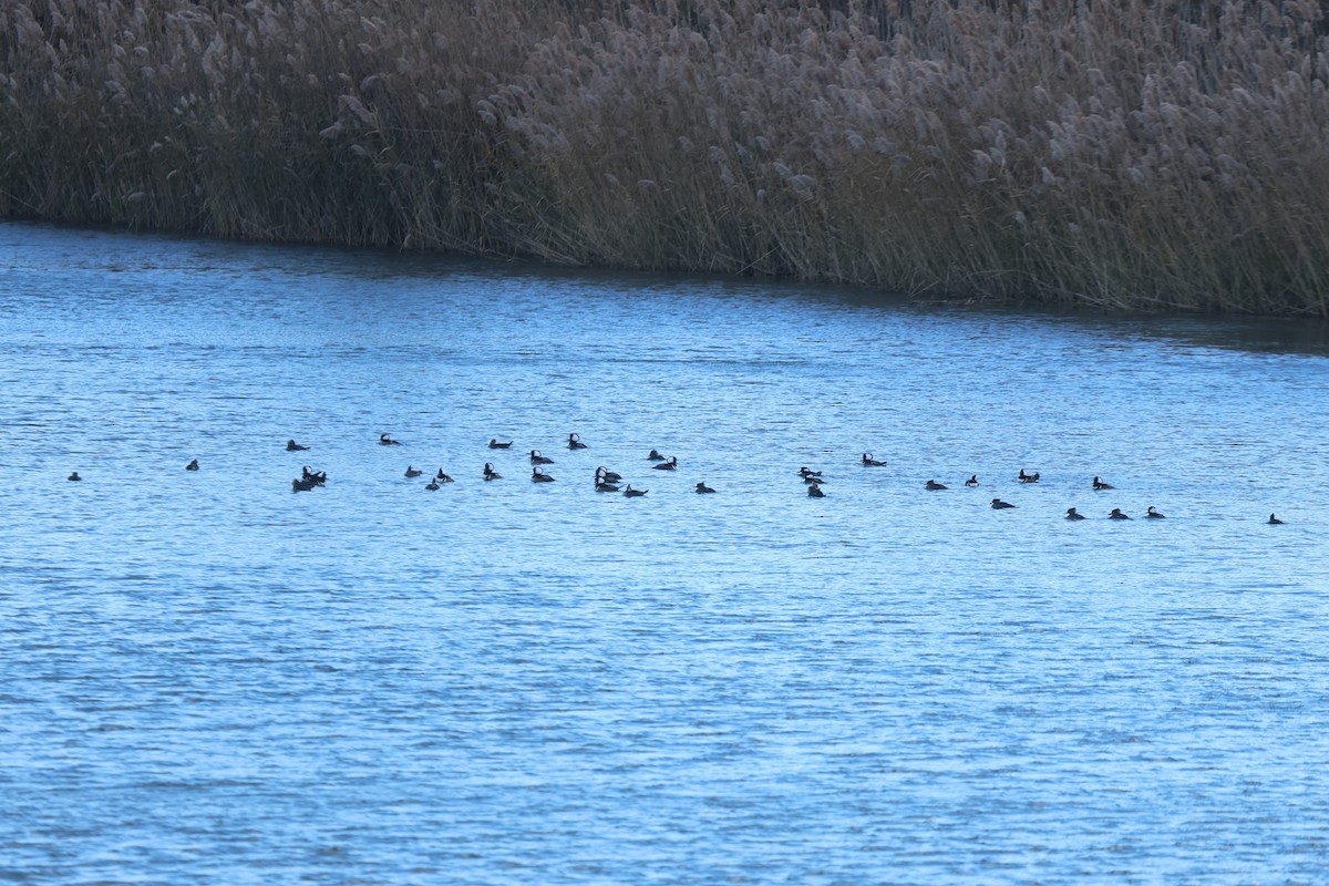 Hooded Merganser - ML646009812