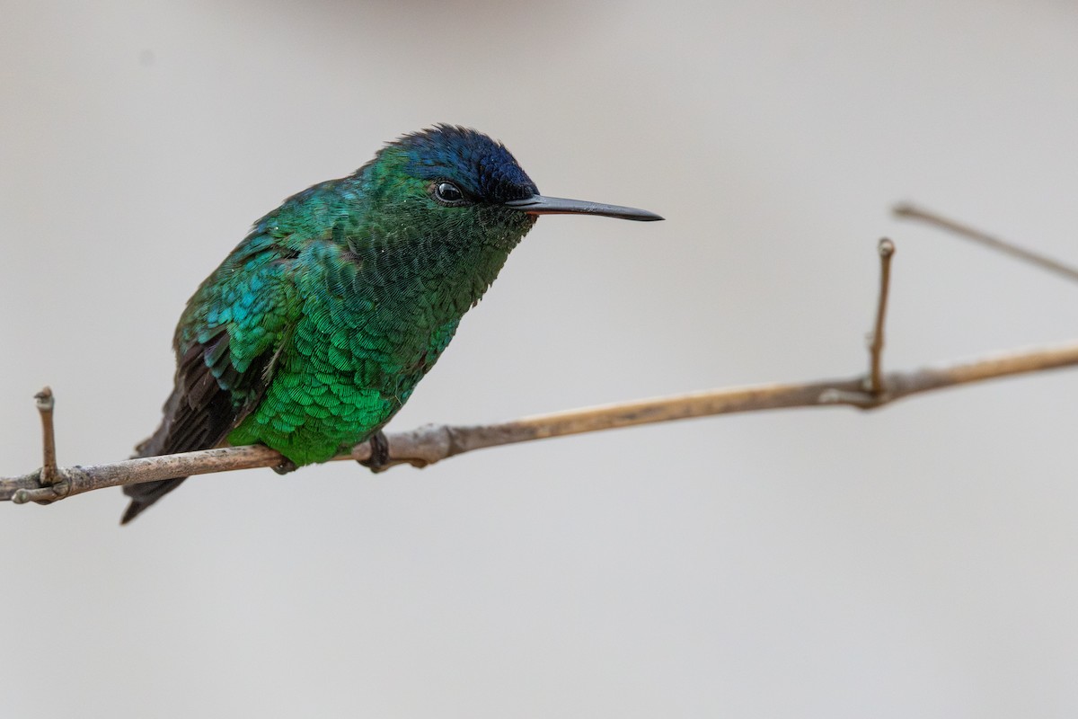 kolibřík indigovohlavý - ML646009813