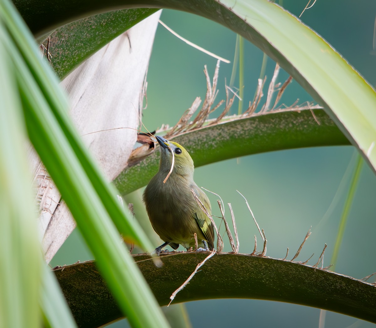 Palm Tanager - ML646009814