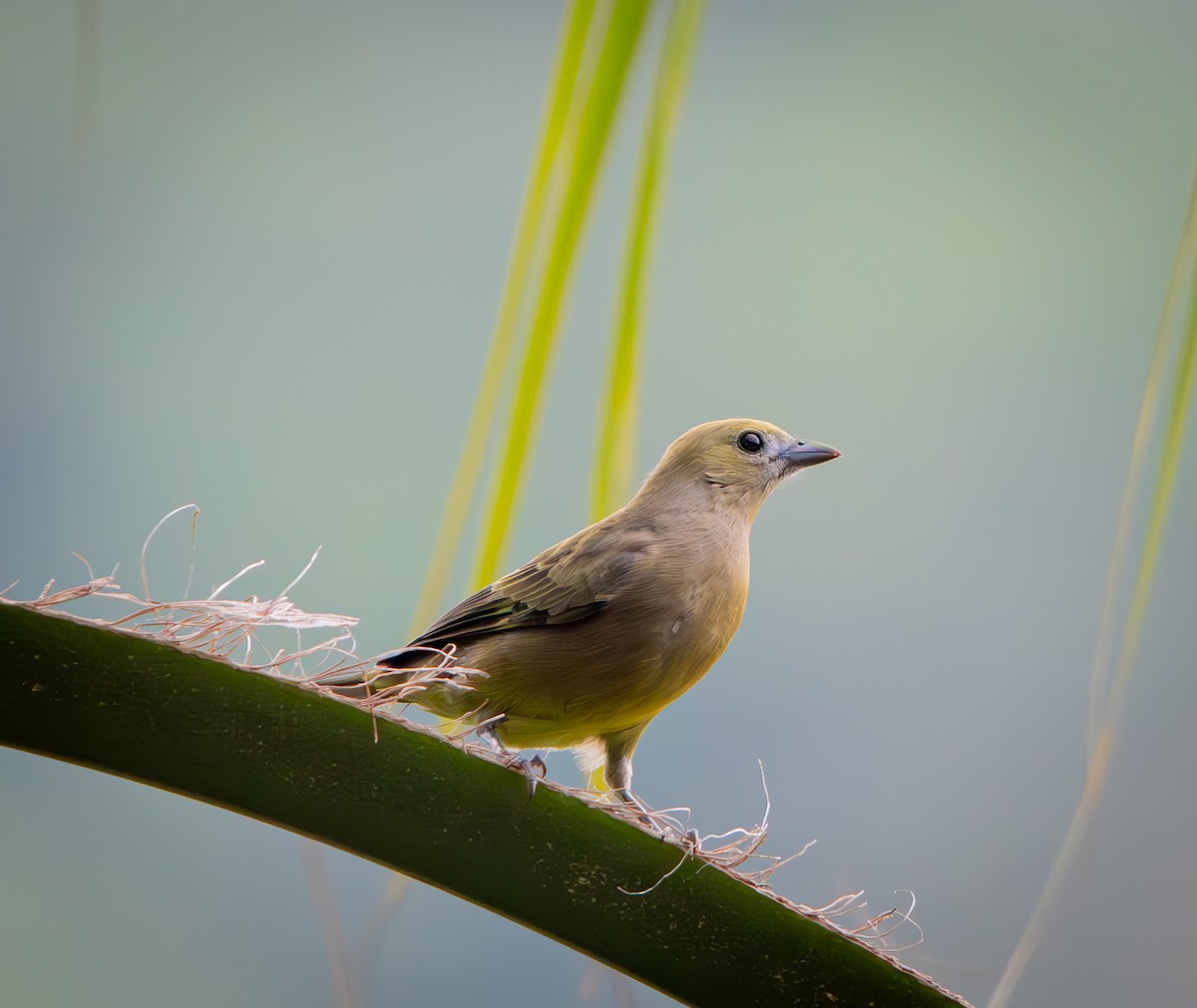Palm Tanager - ML646009815