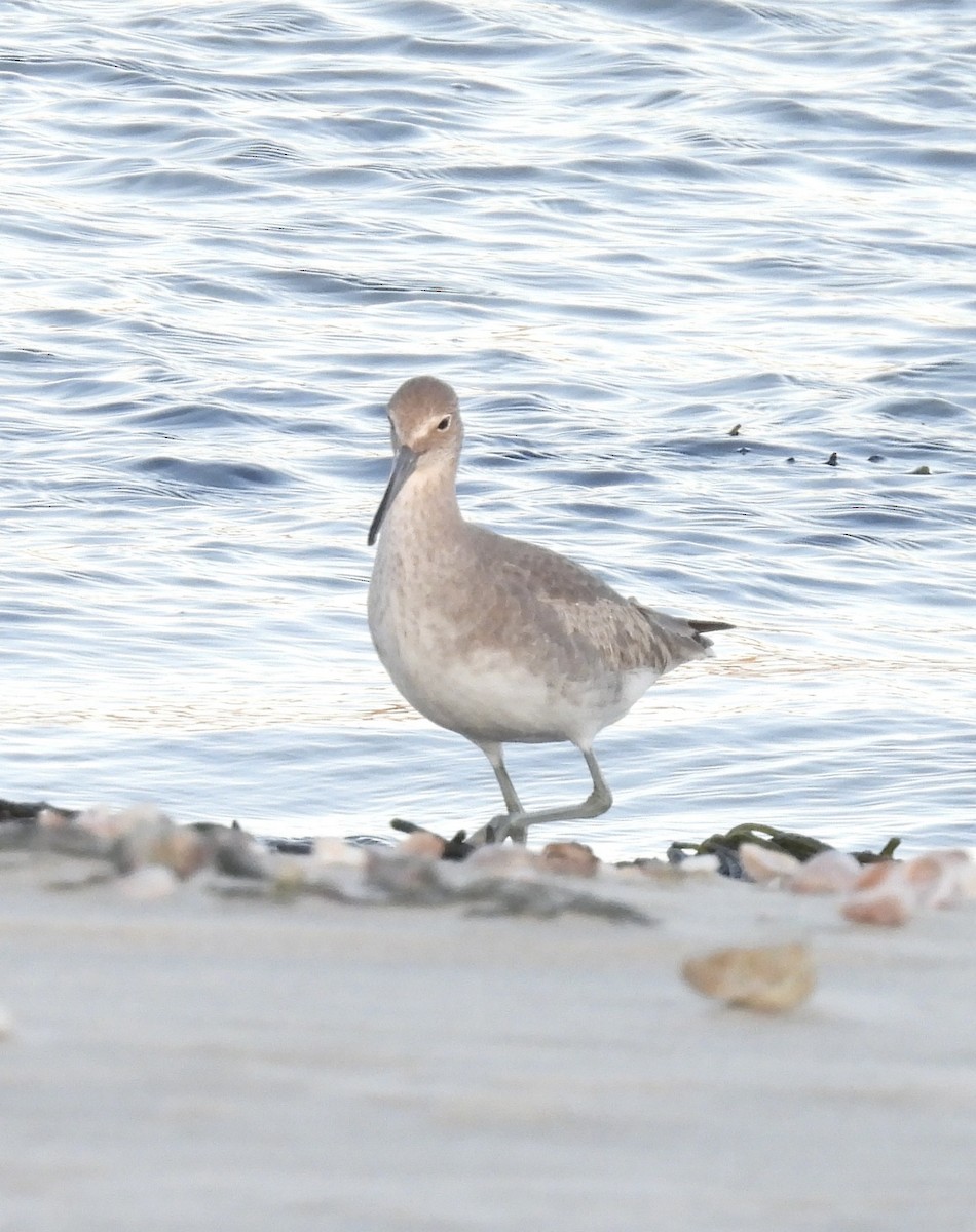 Willet (Western) - ML646009816