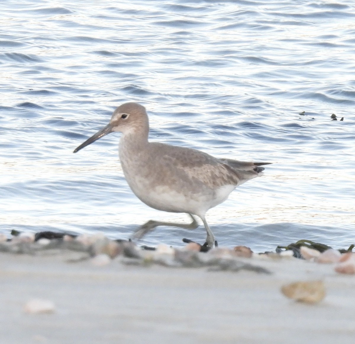 Willet (Western) - ML646009817