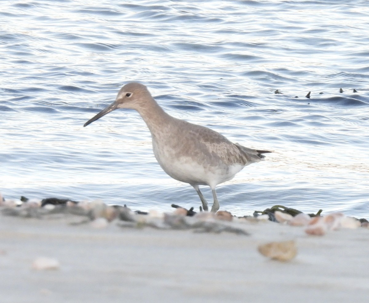 Willet (Western) - ML646009818