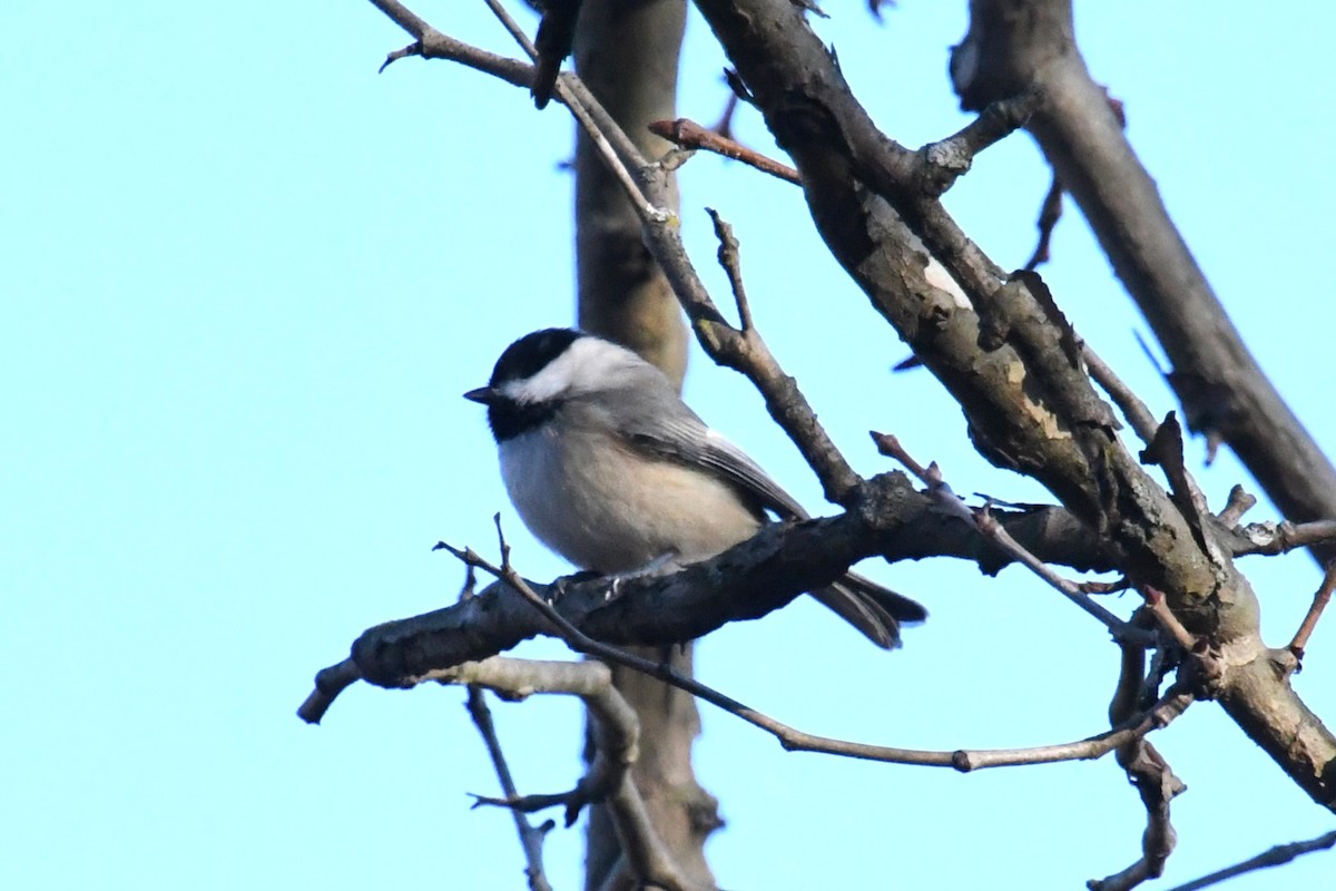 Каролинская гаичка - ML646009824