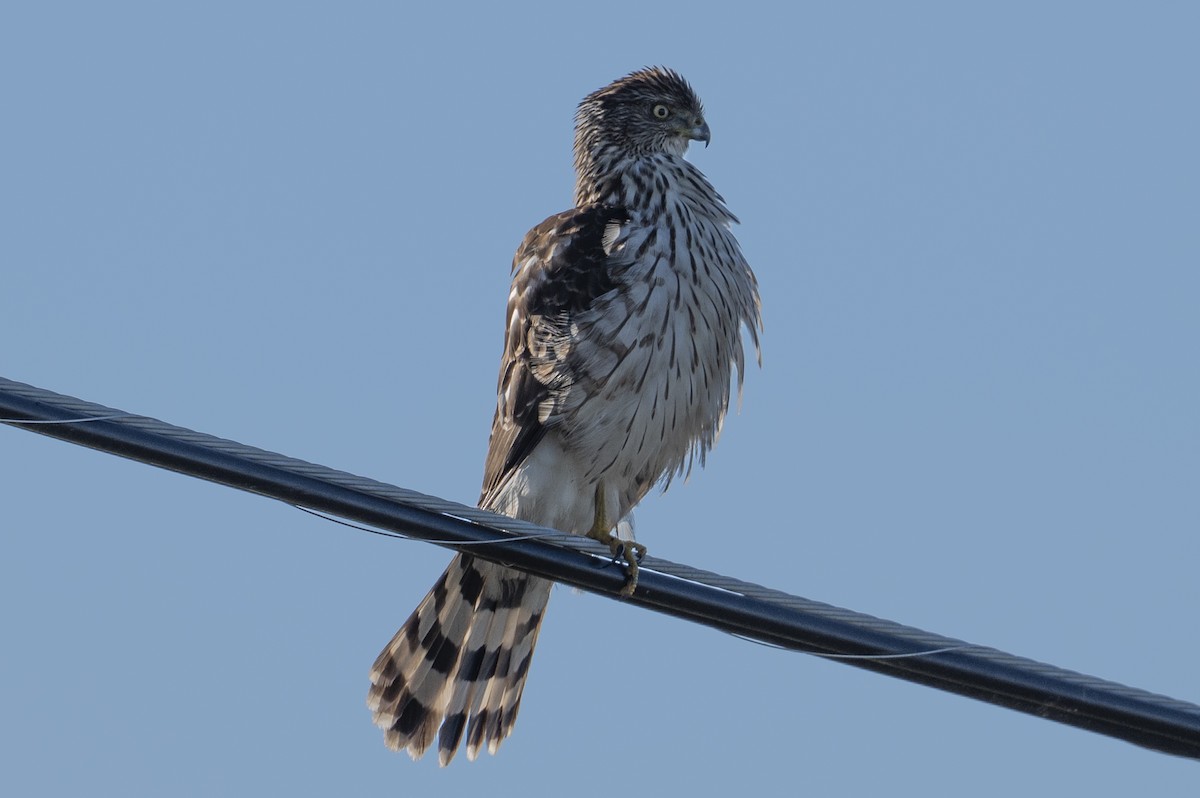 Cooper's Hawk - ML646009827