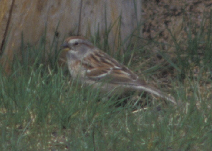 American Tree Sparrow - ML646009828