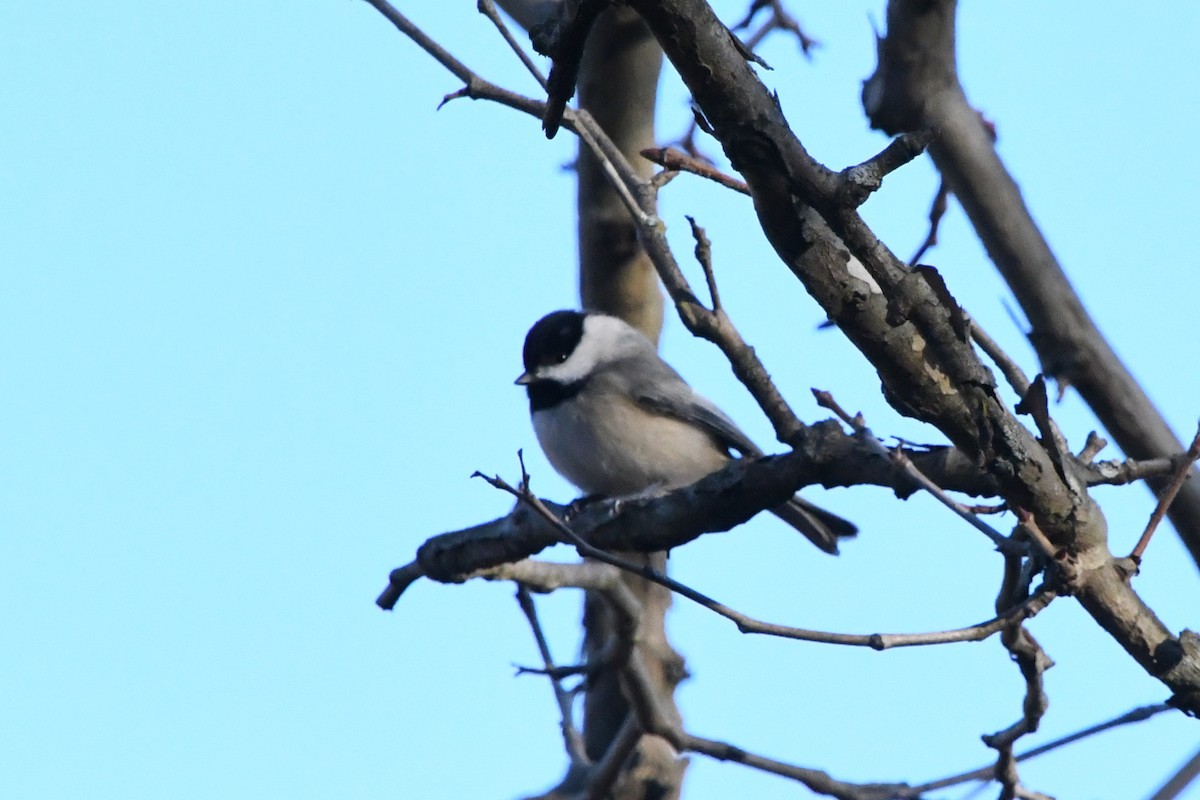 Каролинская гаичка - ML646009829