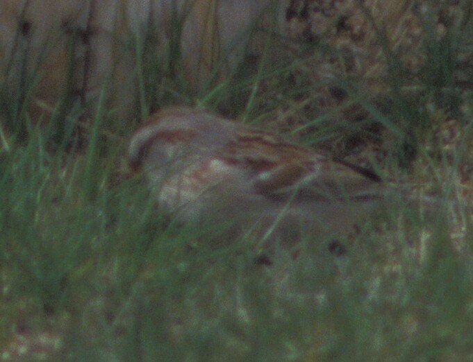 American Tree Sparrow - ML646009831