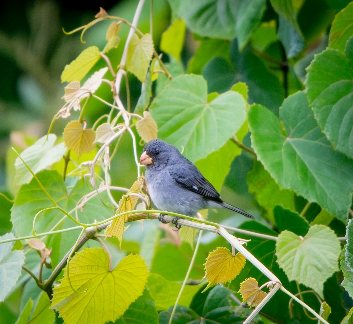 Gray Seedeater - ML646009832