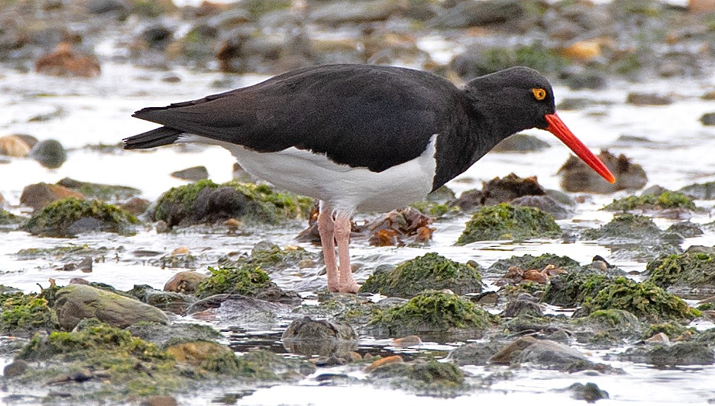 Magellanic Oystercatcher - ML646009833