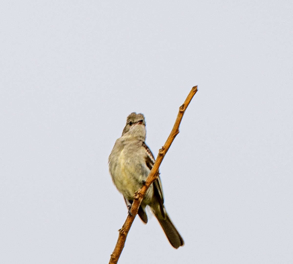 Желтобрюхая эления - ML646009834