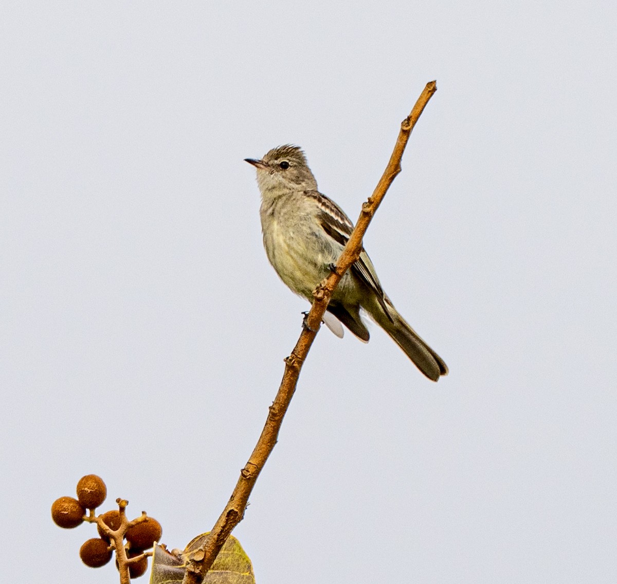 Желтобрюхая эления - ML646009835