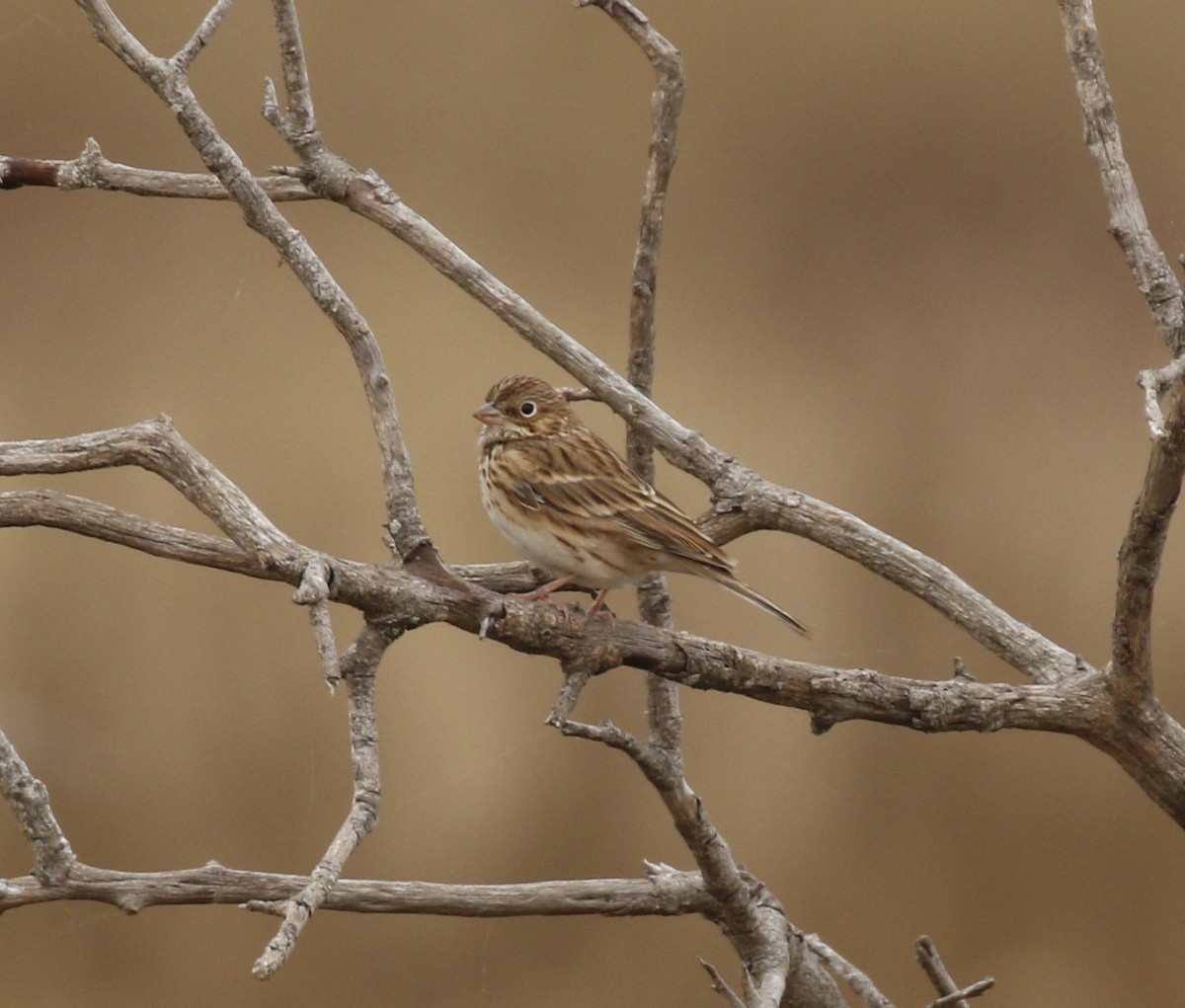 Vesper Sparrow - ML646009844