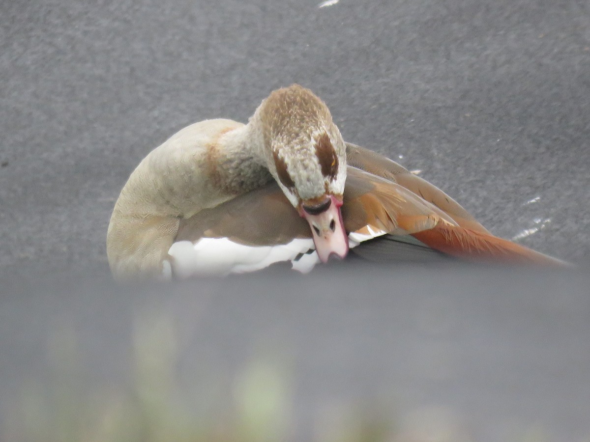 husice nilská - ML646009847