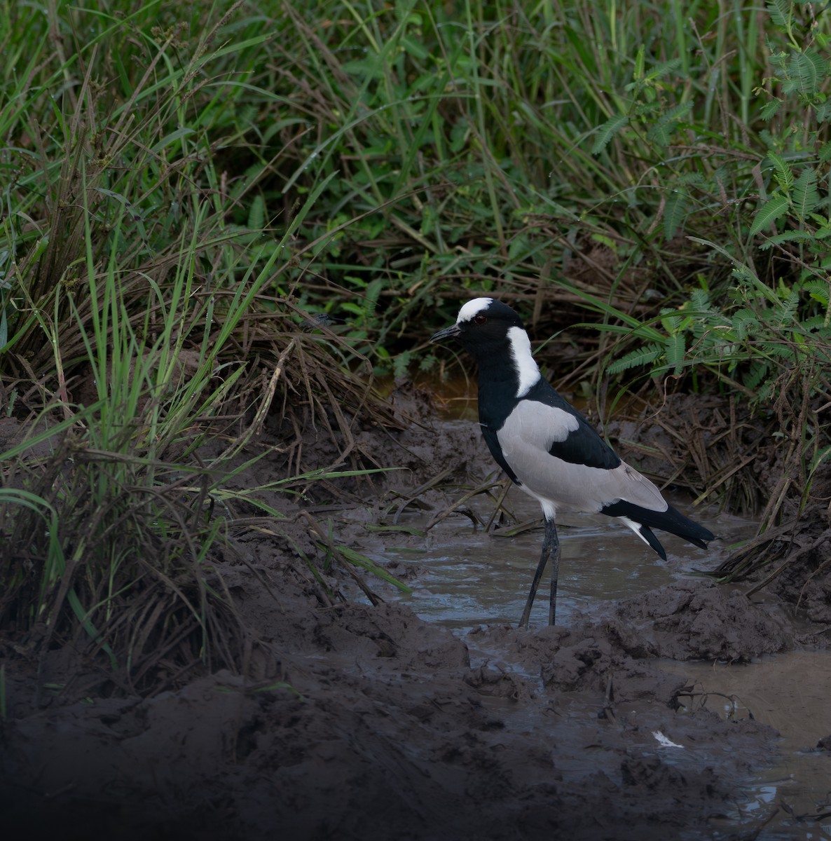Blacksmith Lapwing - ML646009852