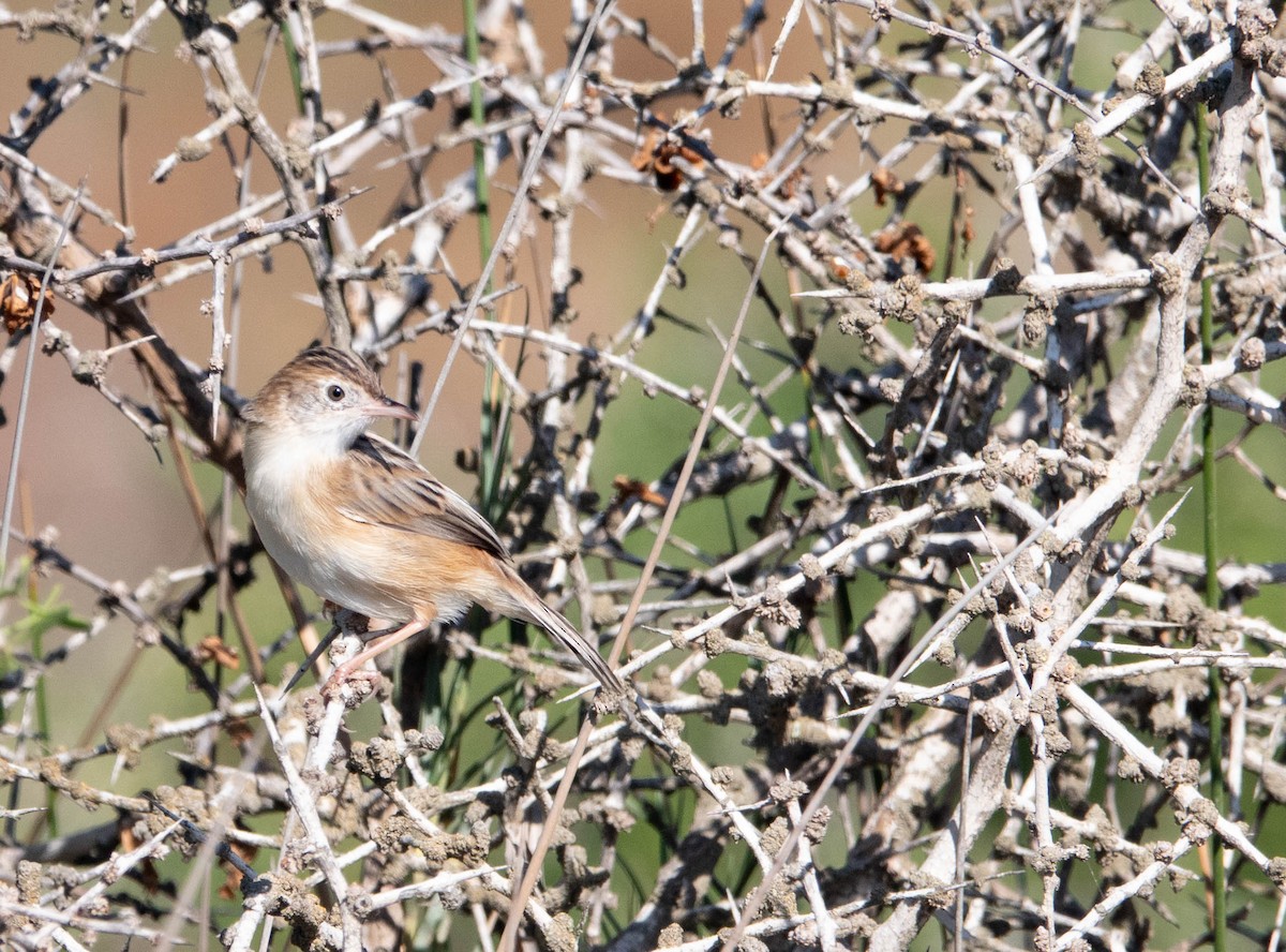 Zitting Cisticola - ML646009867