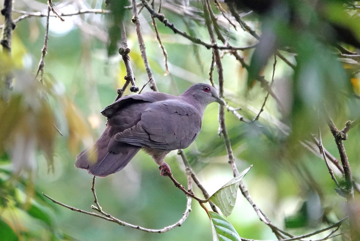 Küçük Kurşuni Güvercin - ML646009871