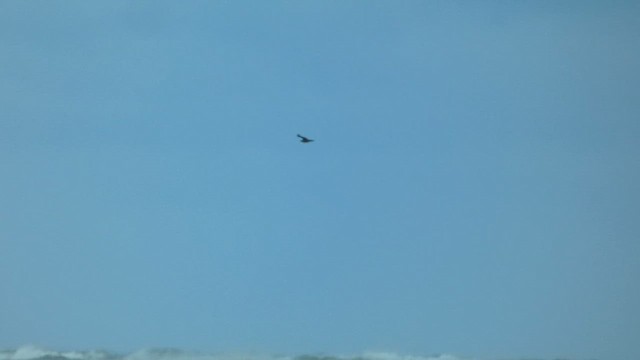 中賊鷗/短尾賊鷗 - ML646009872