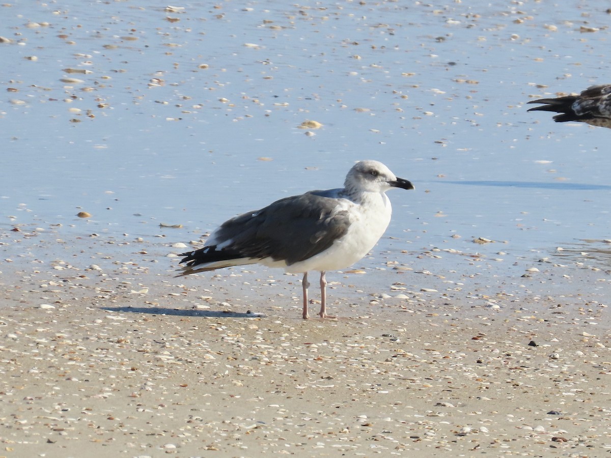 Zafferano - ML646009881