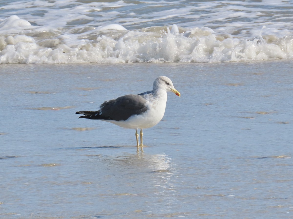 Zafferano - ML646009882