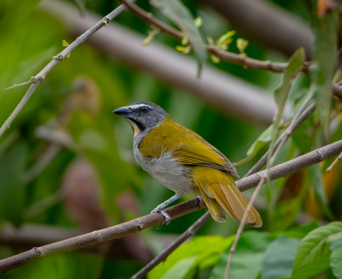 Buff-throated Saltator - ML646009883