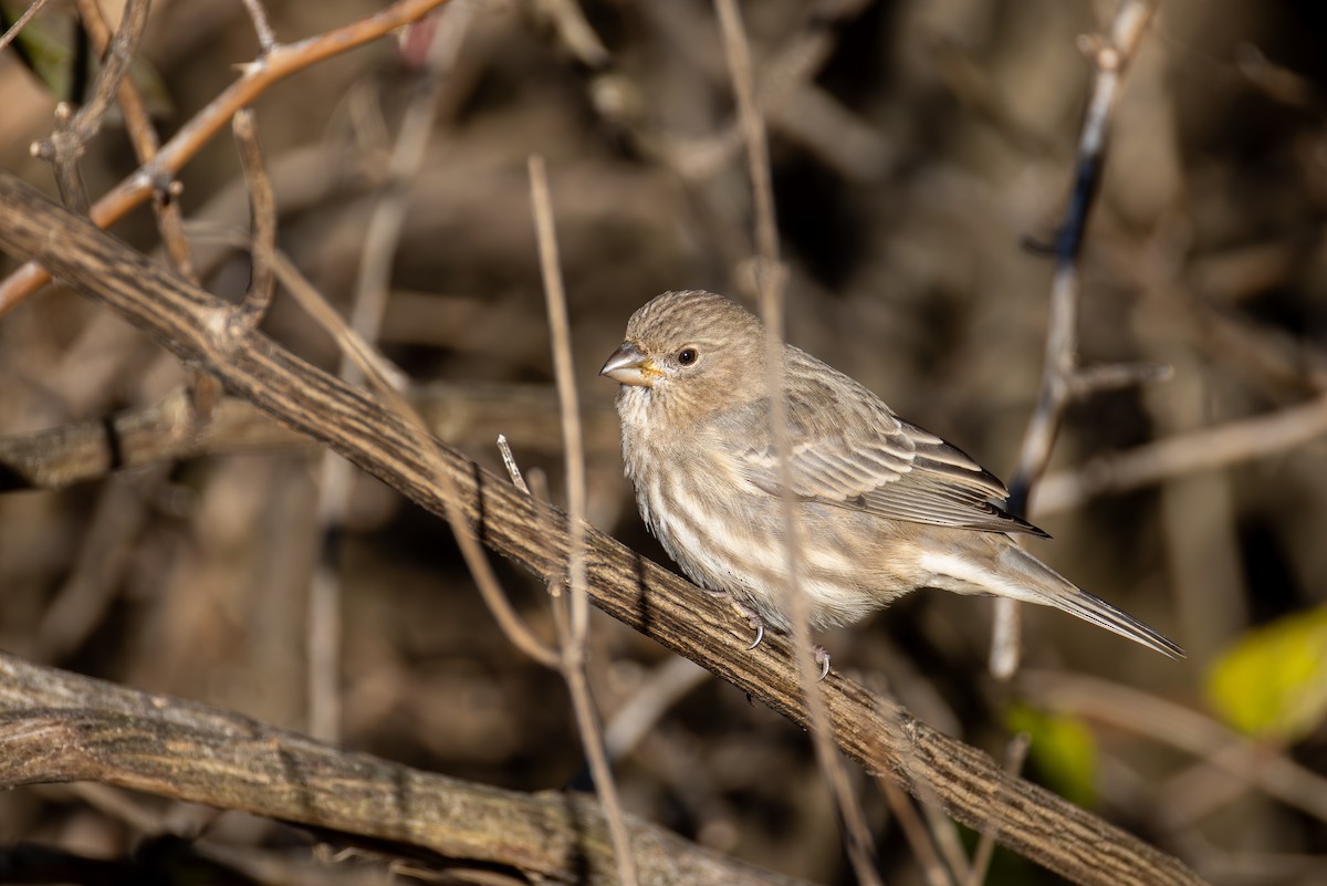 House Finch - ML646009885
