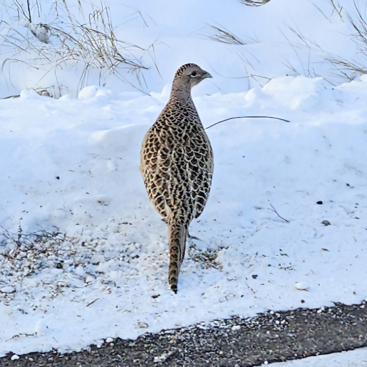 Ring-necked Pheasant - ML646009904