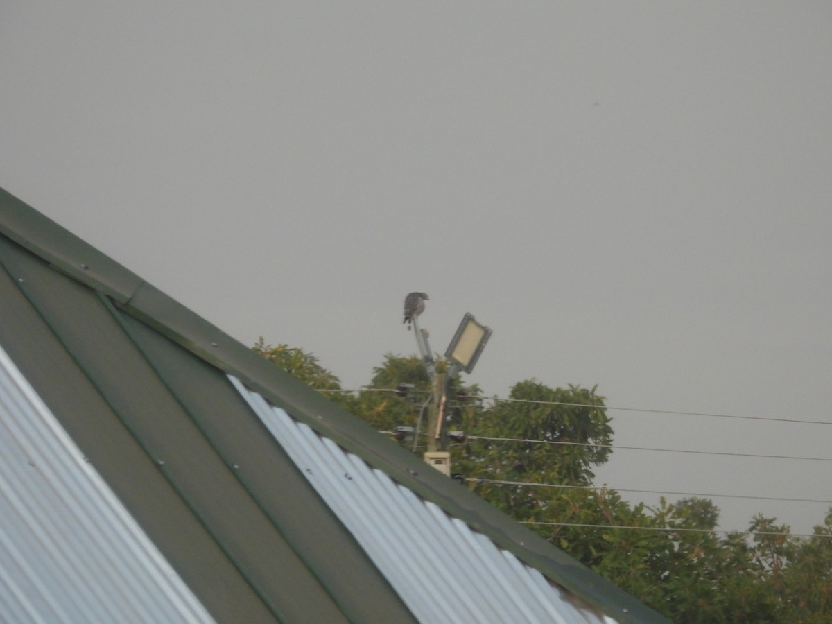 Lizard Buzzard - ML646009907